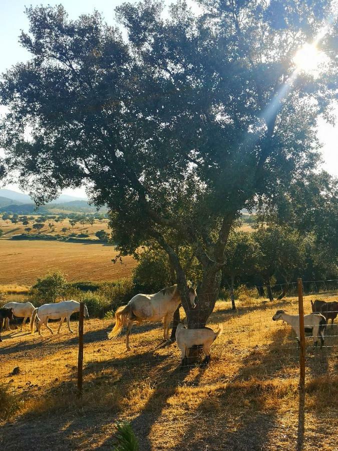 Sharish - Monte Das Estevas Estremoz Dış mekan fotoğraf